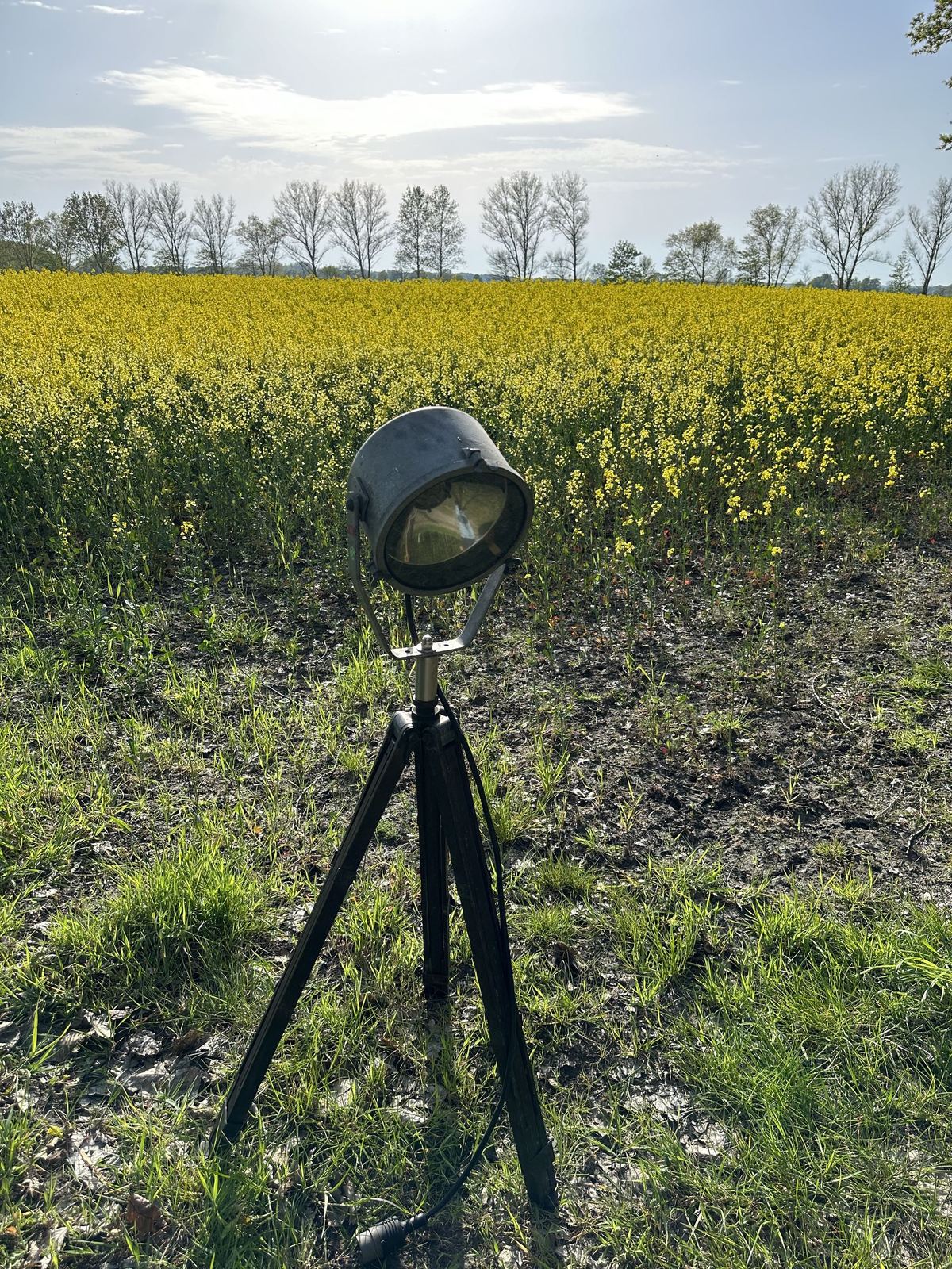 Flutlicht – schwarz lackiert, Praxistest im Rapsfeld